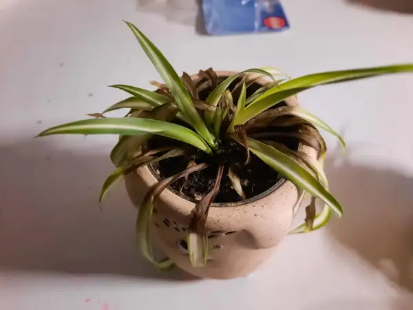 Un falangio con foglie secche e ingiallite necessita di cure. La pianta in vaso mostra segni di stress, con molte foglie marroni.