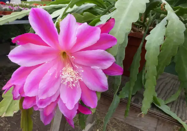 Un fiore rosa acceso di una pianta epifita, che cresce su un supporto, con steli verdi e piatti.