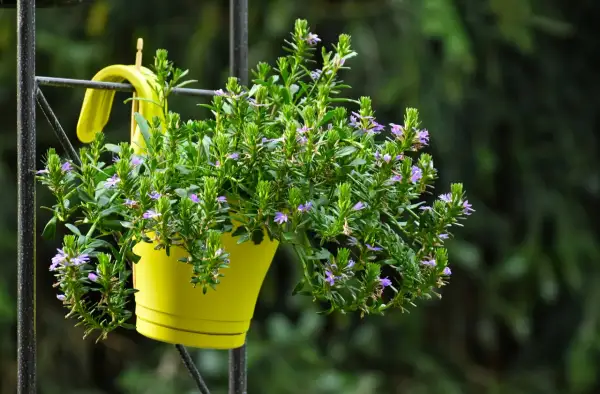 Un vaso giallo brillante ospita un rigoglioso fiore di febbraio, con piccoli fiori viola che spuntano tra le foglie verdi.