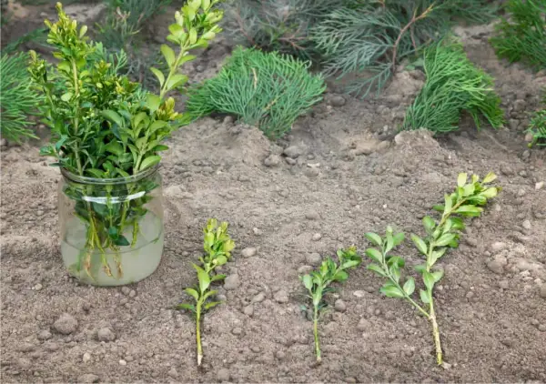 Prepara le talee di bosso in acqua, pronte per essere piantate. Ecco come fare una talea per moltiplicare le tue piante.