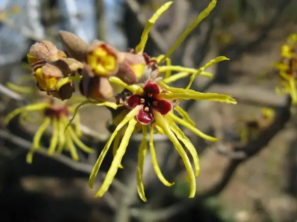 Fiori gialli e rossi di Hamamelis virginiana, noti per le loro proprietà benefiche.