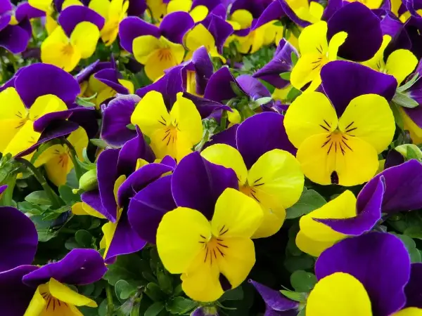 Un mare di viola del pensiero, con petali gialli e viola che si intrecciano creando un vibrante tappeto fiorito.