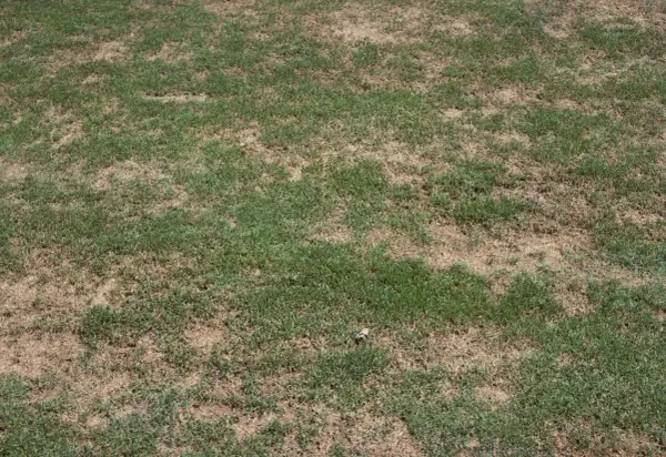 Macchie gialle sul prato indicano secchezza o stress. L'erba verde lotta per crescere tra le zone aride.