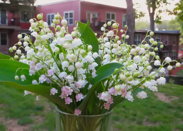 Un mazzo di profumato fiore mughetto in un vaso di vetro, con un edificio rosa sullo sfondo.