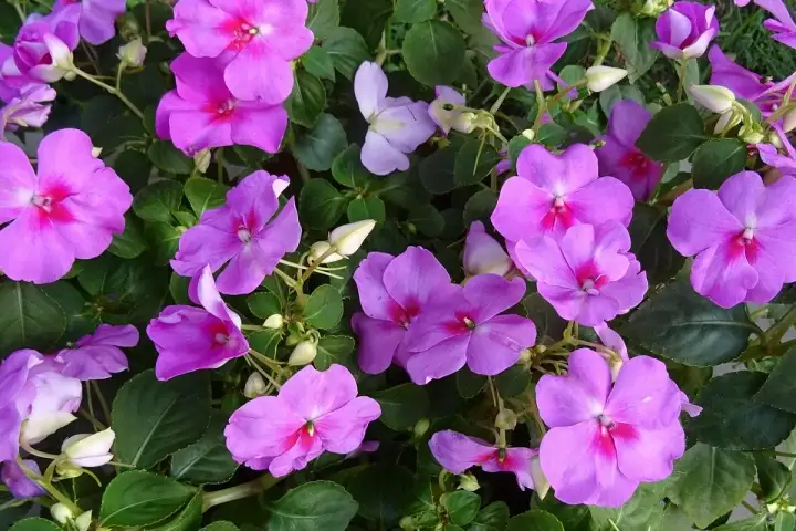 Fiori viola vivaci, con petali vellutati e un cuore fucsia, continuano la loro fioritura a settembre, illuminando il giardino con colori accesi.