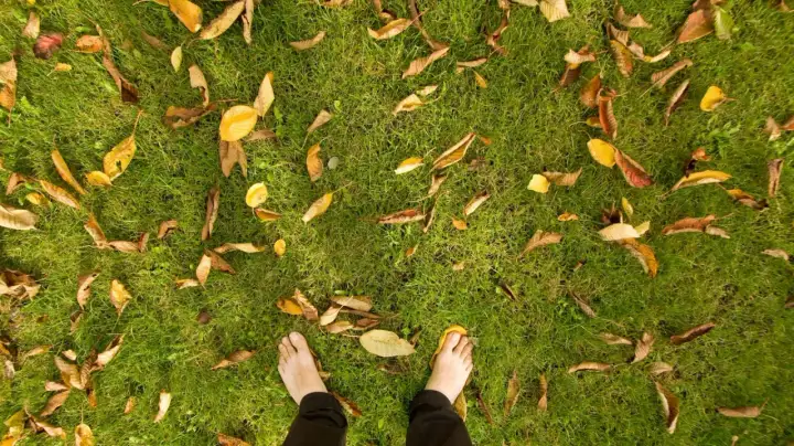 Prato autunnale, come prepararlo bene prima dell’inverno