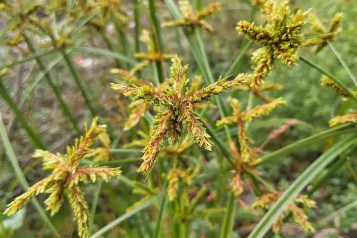 Fiori a stella del cipero infestante, con steli verdi e sottili che si intrecciano.