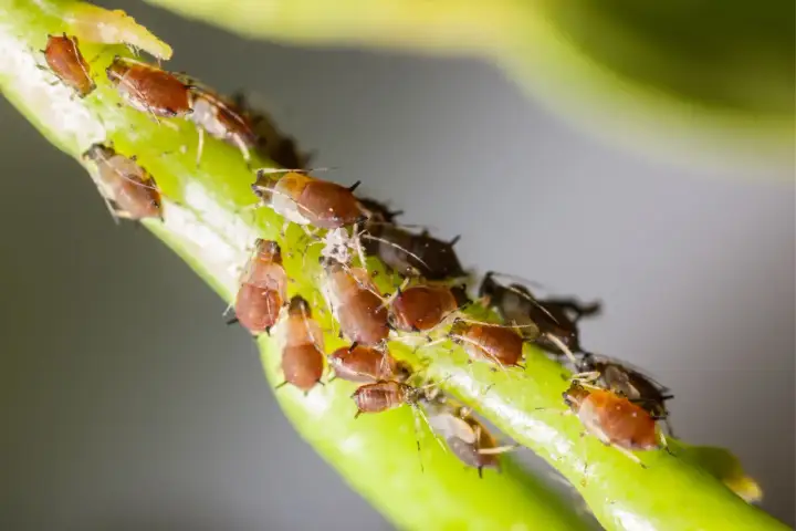Un gruppo di afidi, noti parassiti dei fiori, si aggrappa a un gambo verde.